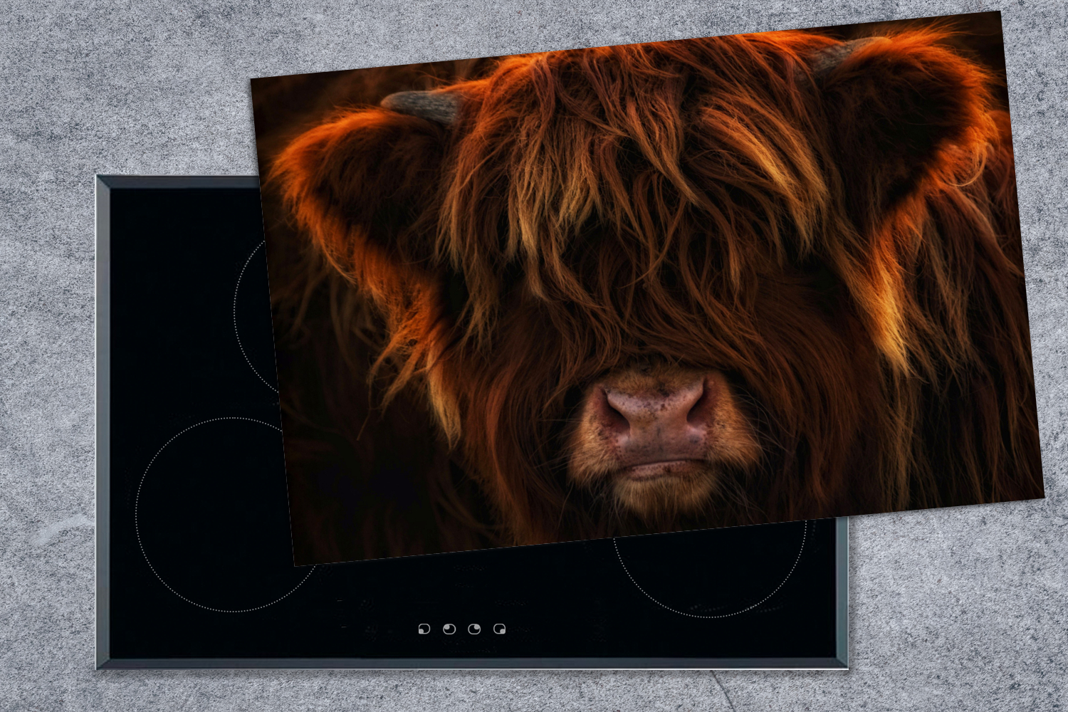 Herdabdeckplatte - Schottischer Highlander - Kuh - Porträt - Tiere