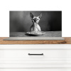 Sphynx - Kat - Dieren - Humor - Spaghetti - Zwart Wit Spatscherm Aluminium klein -3d_zonderpan