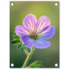 Bloem - Close up - Paars tuinposter los doek klein -3d
