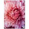 Dahlia - Bloem - Close up - Roze tuinposter los doek klein -3d