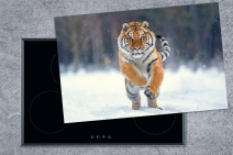 inductie beschermer met tijger in de sneeuw
