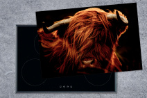 Schottisches Hochlandrind mit Hörnern und Tieren auf Induktionsschutz mit Kuh