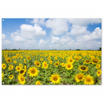 Tuinposter van een zonnebloemenveld met gele bloemen, wolken en groen landschap op de achtergrond.