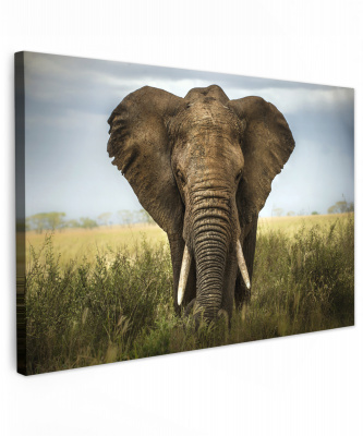 Olifant in het gras