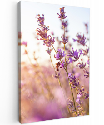 Lavendel Close-up