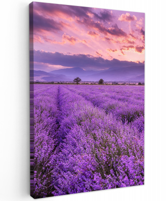 Canvas schilderij Lavendel
