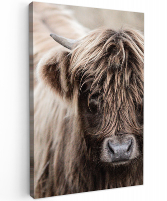 Canvas schilderij Schotse hooglander