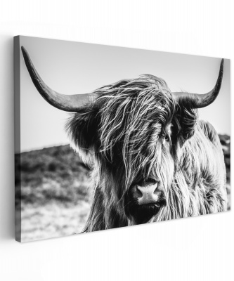 Canvas Schotse Hooglander Zwart-Wit
