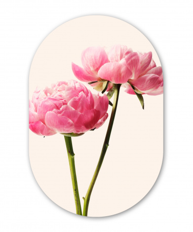 Wandoval - Blumen - Blüte - Rosa