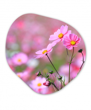 Organisches wandbild - Blumen - Draußen - Rosa