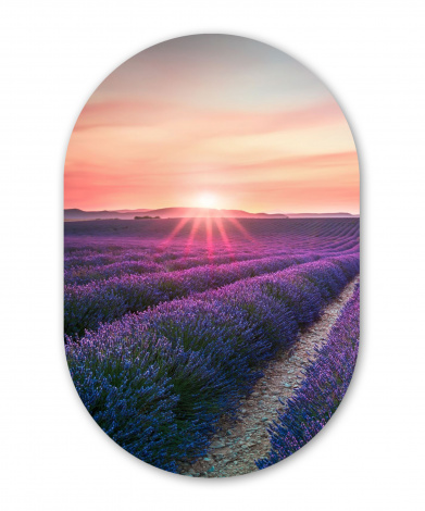 Wandoval - Lavendel - Lila - Blumen - Himmel-1