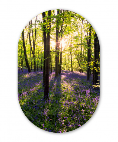 Wandoval - Wald - Blumen - Lavendel-1