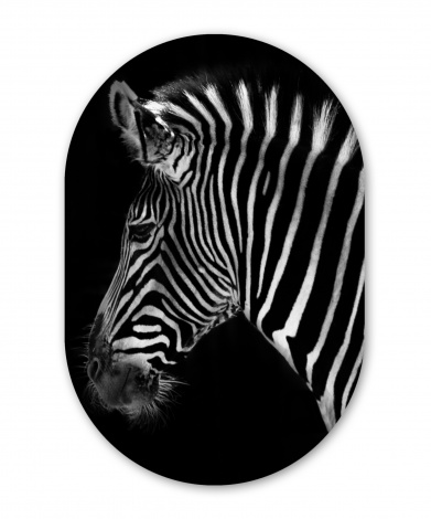 Muurovaal - Zebra - Wilde dieren - Zwart-thumbnail-1