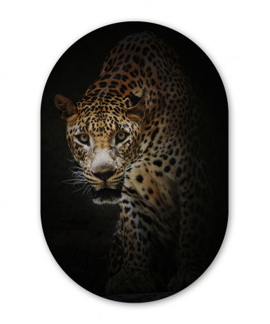 Wandoval - Leopard - Wilde Tiere - Licht-1