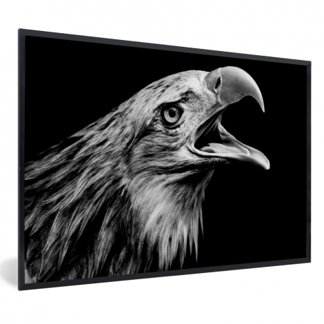 Poster met lijst - Adelaar - Portret - Roofvogels - Zwart - Wit - Vogel - Liggend-thumbnail-1