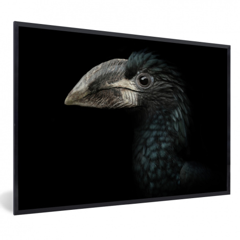 Poster mit Rahmen - Vogel - Porträt - Hornvogel - Schwarz - Tiere - Horizontal-1