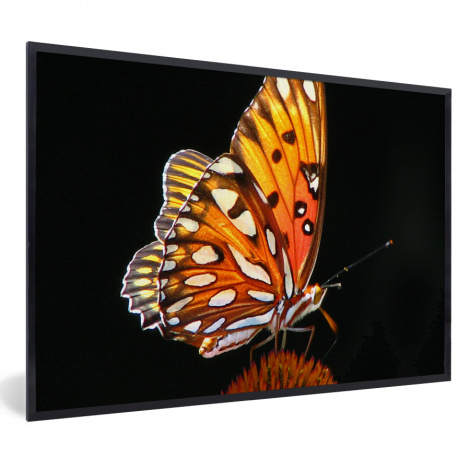 Poster mit Rahmen - Schmetterling - Blumen - Insekt - Porträt - Schwarz - Orange - Horizontal-1