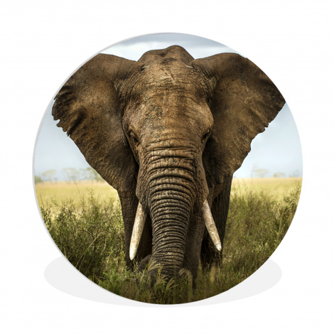 Runde Bilder - Elefant - Natur - Gras - Tiere - Landschaft