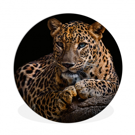 Runde Bilder - Wildtiere - Panther - Porträt - Schwarz - Tiere-thumbnail-1