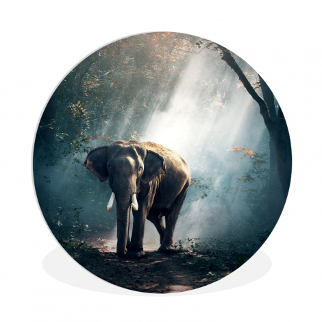 Runde Bilder - Elefant - Tiere - Licht - Wald - Natur - Wildtiere-1