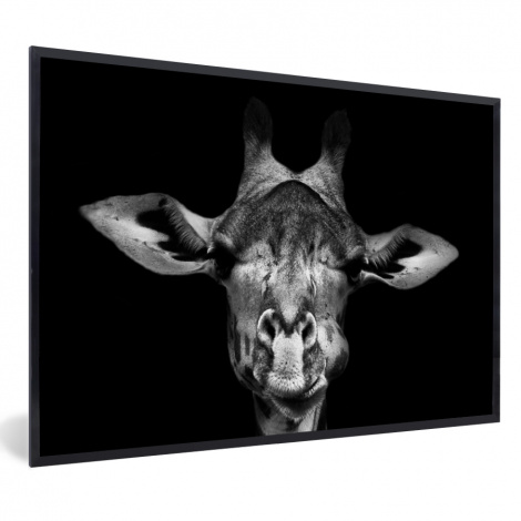 Poster met lijst - Giraffe - Portret - Dieren - Zwart - Wit - Liggend-1
