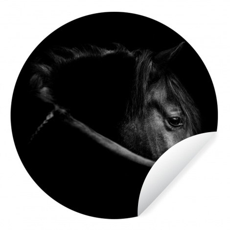 Behangcirkel - Paarden - Portret - Zwart - Dieren-thumbnail-1