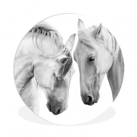 Runde Bilder - Pferd - Tiere - Porträt - Weiß-1