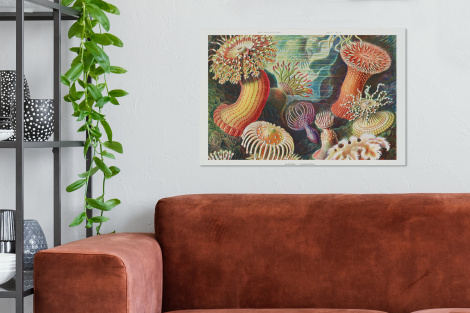 Leinwand - Ernst Haeckel - Anemone - Retro - Actinae-2