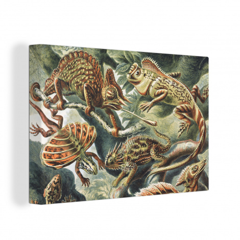 Canvas - Vintage - Kunst - Ernst Haeckel - Salamanders-1