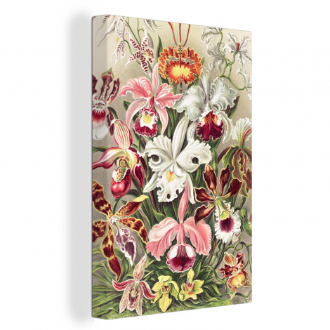 Leinwand - Blumen - Ernst Haeckel - Jahrgang - Orchidee