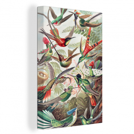 Canvas - Kolibrie - Vintage - Ernst Haeckel - Vogels-1