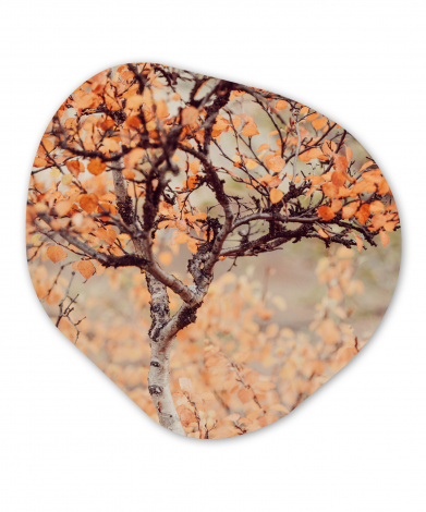 Organisches wandbild - Herbst - Äste - Blätter