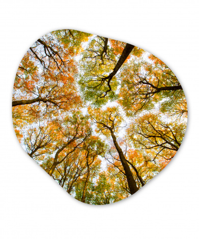 Organisches wandbild - Herbst - Himmel - Baum-thumbnail-1