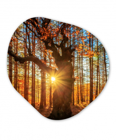 Organisches wandbild - Herbst - Sonne - Baum-thumbnail-1