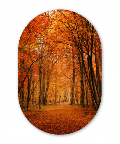 Wandoval - Herbst - Rot - Wald-1