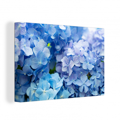Leinwand - Hortensie - Wassertropfen - Floral - Botanisch - Blau-1