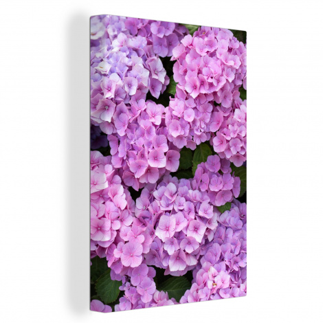 Leinwand - Blumen - Hortensie - Strauch - Rosa - Blütenblätter-1