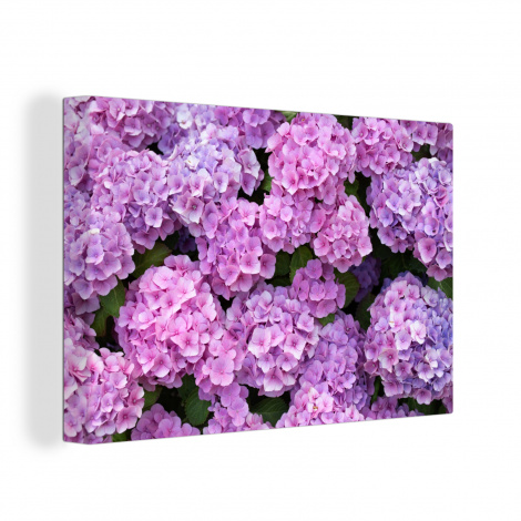 Canvas - Bloemen - Hortensia - Struik - Roze - Bloemblaadjes