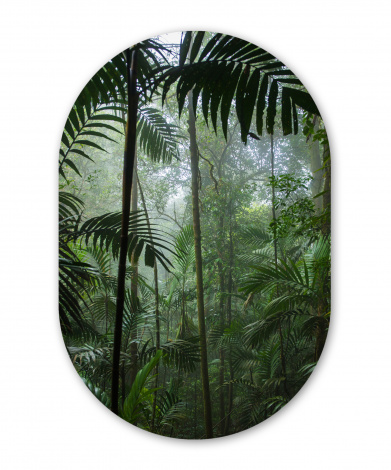 Muurovaal - Regenwoud - Tropisch - Landschap-thumbnail-1