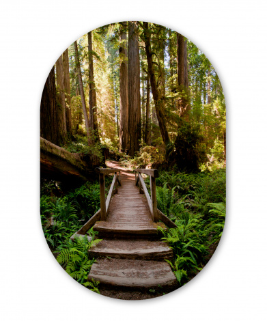 Wandoval - Treppe aus umgestürzten Bäumen im Dschungel-thumbnail-1