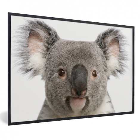 Poster met lijst - Koala - Koala beer - Meisjes - Jongens - Kinderen - Dieren - Liggend