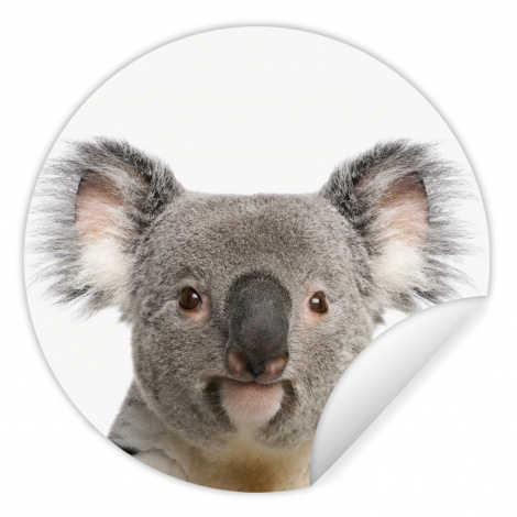 Runde Tapete - Koala - Koala Bär - Mädchen - Jungen - Tiere