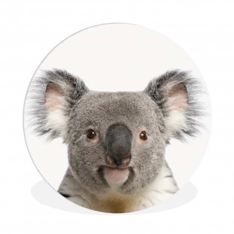 Muurcirkel - Koala - Koala beer - Meisjes - Jongens - Kinderen - Dieren-thumbnail-1