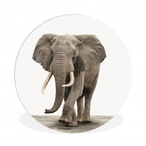 Runde Bilder - Elefant - Kinder - Tiere - Mädchen-1