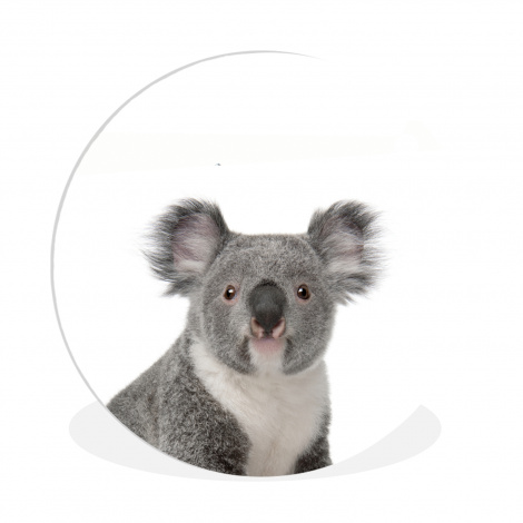 Muurcirkel - Koala - Dieren - Kind - Wit - Meisje - Jongen-thumbnail-1