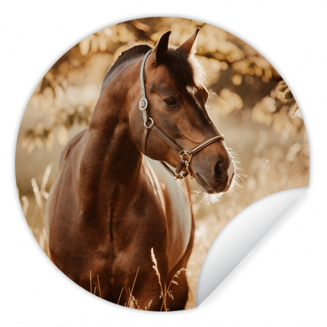 Behangcirkel - Paard - Zon - Portret - Natuur - Bruin-thumbnail-1