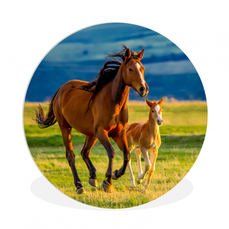 Runde Bilder - Pferde - Gras - Tiere - Landschaft - Natur-thumbnail-1