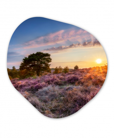 Organisches wandbild - Blühendes Heidekraut bei Sonnenuntergang in den Niederlanden