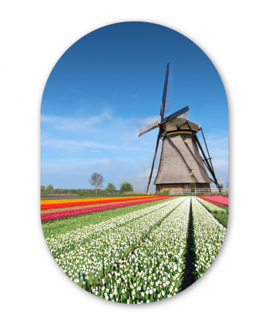 Wandoval - Mühle zwischen den Tulpen in den Niederlanden-thumbnail-1