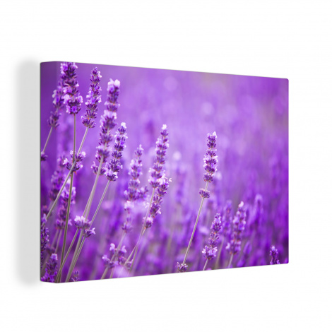 Canvas - Lavendel - Close-up - Bloemen - Paars